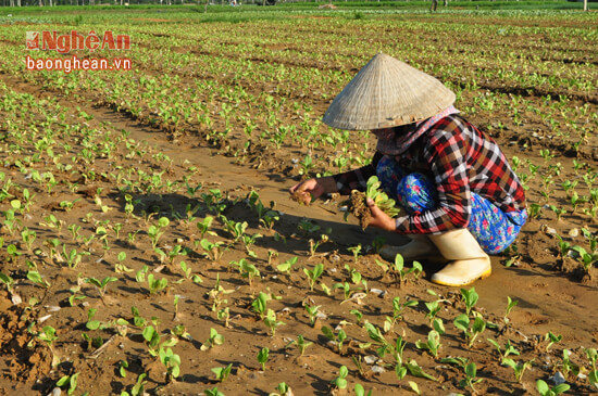 Người dân xóm Đông Thành, xã Quỳnh Bảng đang cẩn thận chăm sóc từng gốc cải ngọt mới làm lại