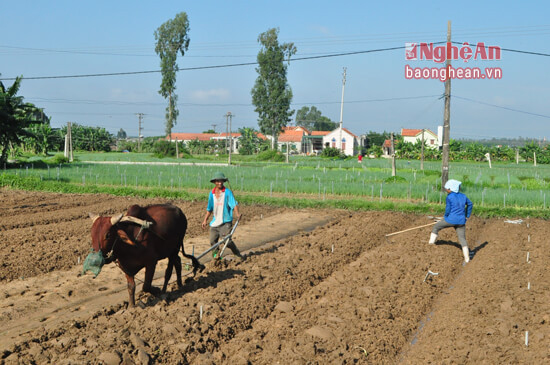 Người dân xóm 10, xã Quỳnh Lương cải tạo lại đất để trồng hành hoa và cải củ sau mưa lụt