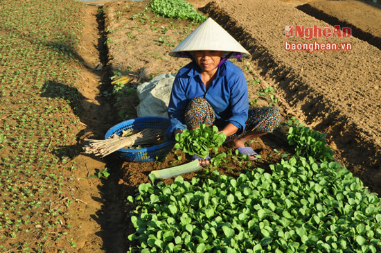 Người dân xóm Học Văn, xã Quỳnh Bảng đưa giống ươm trong vườn nhà ra đồng trồng và bán cho các vùng rau khác