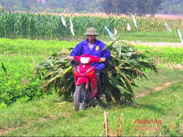 Nông dân xã Lục Dạ (Con Cuông) trồng ngô đông, lấy cây, lálàm thức ăn cho trâu, bò.