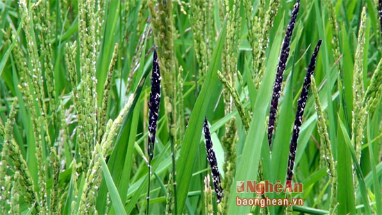 Giống Khâu cầy nọi luôn có 1 bông trong gốc lúa màu đen.