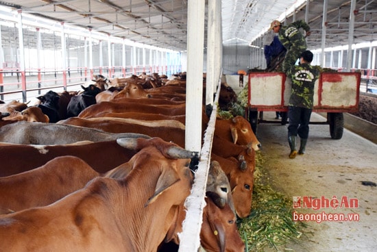 Trang trại chăn nuôi bò Úc của Công ty TNHH Kiều Phương ( Tân Kỳ)