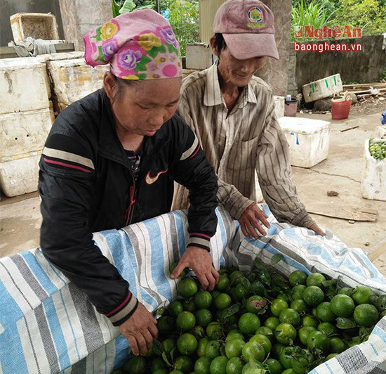 Với gần 2 ha chanh, mọi năm gia đình anh Nguyễn Viết Quang thôn Bĩa Ổi thu về trên 50 triệu đồng. Nhưng năm nay, giá bán quá thấp, nên nguồn thu chỉ bằng nửa năm trước.