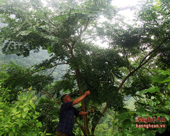Bởi thiếu giống nên hiện tại ông Ma đã đốn chặt hơn 300 gốc cây, số còn lại cũng không còn được chăm sóc nữa.