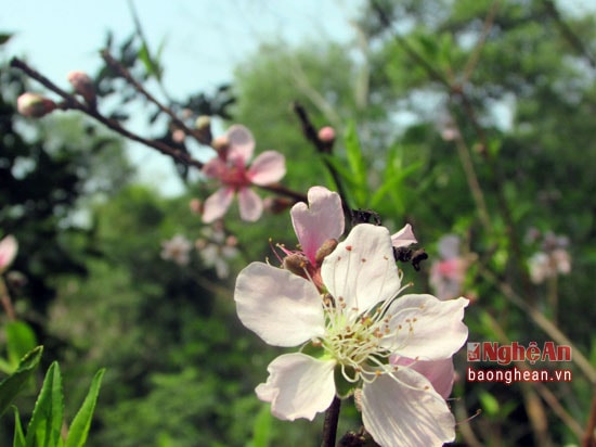 Vẻ đẹp của đào bản địa Kim Thành