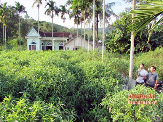 Nhờ trồng đào bán hoa vào dịp Tết, nhiều hộ dân đã thoát nghèo, vươn lên trở thành hộ khá giả. 