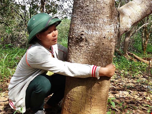 Bà Mai Thị Khuyên (vợ của bị can Đặng Văn Hiến) ôm gốc điều có từ lâu năm còn lại sau khi Công ty Long Sơn tự ý san ủi.