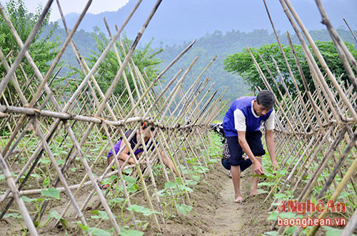  Vườn dưa chuột của nông dân xã Mường Noọc, huyện Quế Phong.