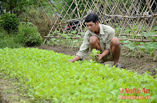 ươm các giống cây này tại Hợp tác xã sản xuất, kinh doanh dịch vụ nông nghiệp Quế Phong sau đó tiến hành cung cấp miễn phí cho bà con nông dân cho các địa phương