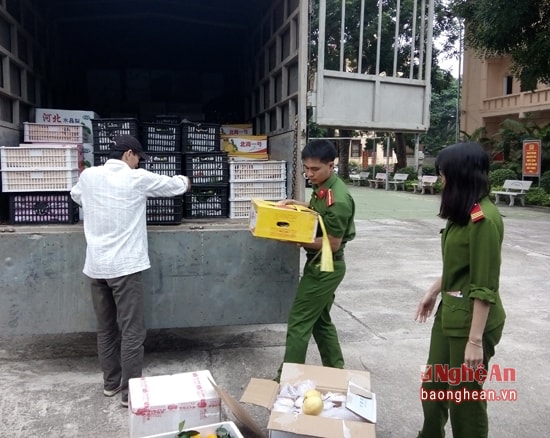 Công an Diễn Châu đã lập biên bản, ra quyết định xử phạt hành chính đối với lái xe, thu giữ, tiêu hủy toàn bộ số hoa quả trên. 