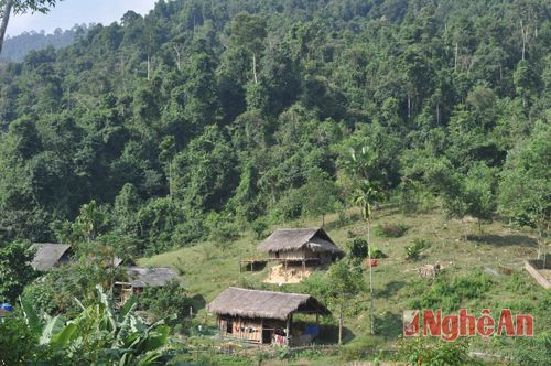 Rừng ở xã Đồng Văn - Quế Phong phát triển tốt nhờ được hưởng lợi từ dịch vụ môi trường rừng