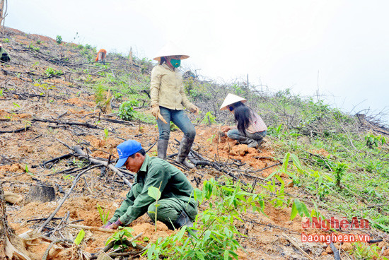 Trồng rừng nguyên liệu  tại vùng phía Tây Yên Thành.