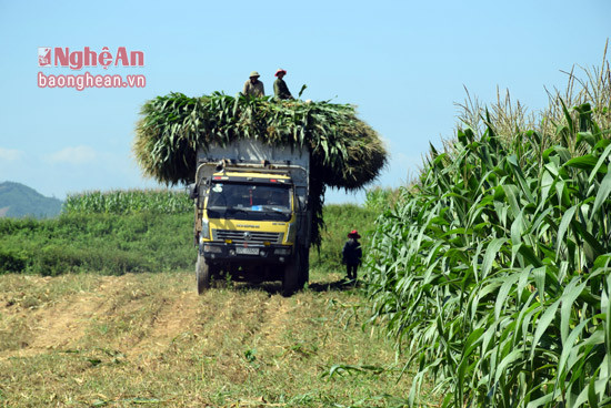 Phương thức thu mua ngô sinh khối cho bà con nông dân của các  doanh nghiệp chăn nuôi bò là ngô được chặt cả cây, xe đến tận ruộng bốc xếp, giá thu mua thường từ 800 - 900 nghìn đồng/tấn.