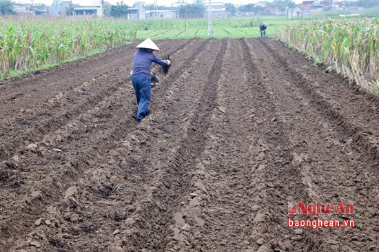 Thời điểm này, bà con nông dân xã Diễn Thành, huyện Diễn Châu đang triển khai trồng rau màu vụ đông.