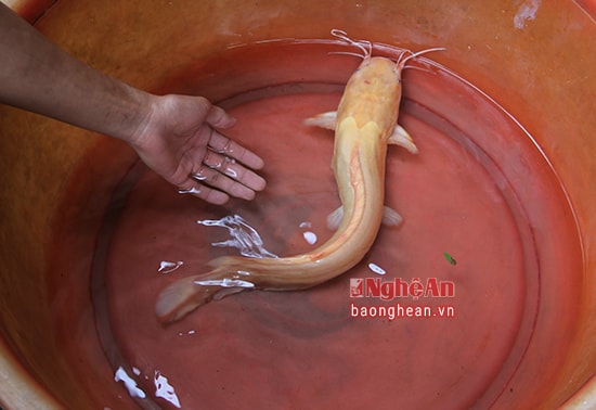 Con cá trê vàng nặng khoảng 1kg, dài 60cm.