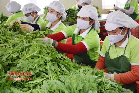 Sơ chế sản phẩm rau an toàn tại Công ty cổ phaanf và cung ứng rau quả sạch Quốc tế ở huyện Nghĩa Đàn