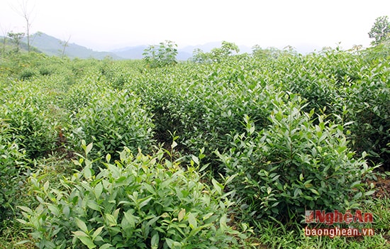 Cây chè của người dân tái định cư xã Ngọc Lâm