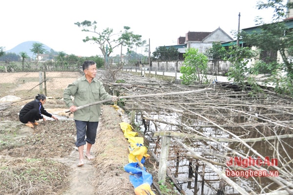 Nông dân xóm 2, xã Hưng Phúc (Hưng Nguyên) bắc lại giàn bí bị thiệt hại  sau thiên tai.