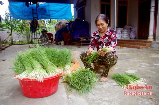 Cây hành tăm được thương lái đến đặt mua tại các hộ dân ở huyện Nghi Lộc. 