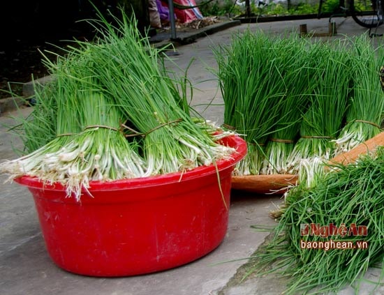 Hành tăm cây được thị trường ưa chuộng. Vì vậy, huyện Nghi Lộc tăng diện tích gieo trồng.
