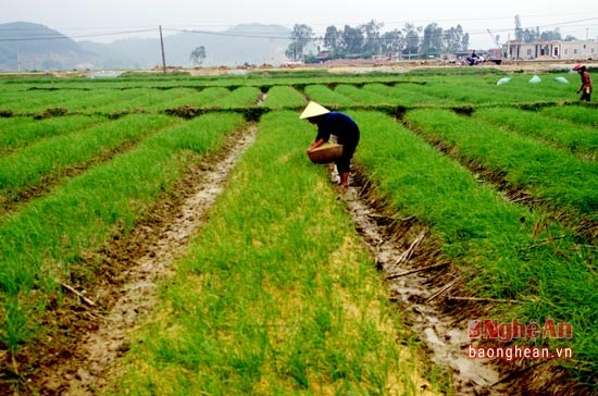 Hành tăm cây được thị trường ưa chuộng. Vì vậy, huyện Nghi Lộc tăng diện tích gieo trồng.