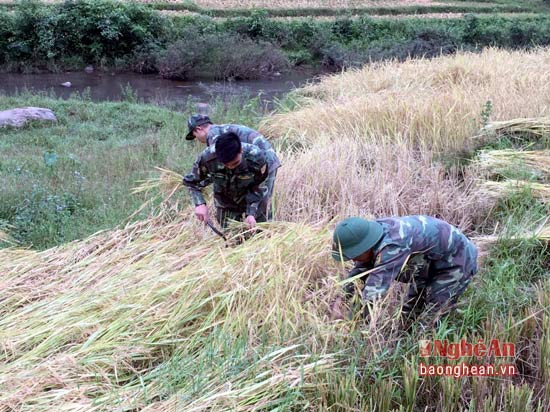 Tuổi trẻ đồn BP Na Loi giúp đồng bào gặt lúa.
