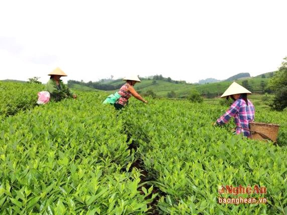 Thu hái chè sạch ở xã Hùng Sơn.