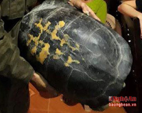 Cụ rùa “khủng” nặng 16 kg.