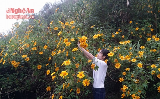 Dọc đường đi, hoa dã quỳ nở vàng từng vạt như muốn mời gọi níu chân người qua đường