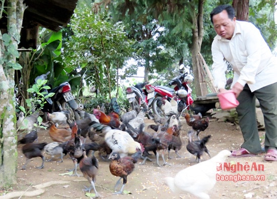 Đàn gà của anh Vừ Vả Chống.