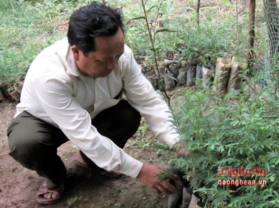 Anh Vừ Vả Chống chăm sóc những giống cây sa mu và pơ mu