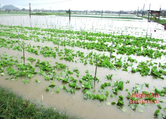 Mưa to suốt 1 ngày từ mùng 7 đến ngày 8/11 gây ngập hơn 500 ha rau màu của bà con huyện Quỳnh Lưu.