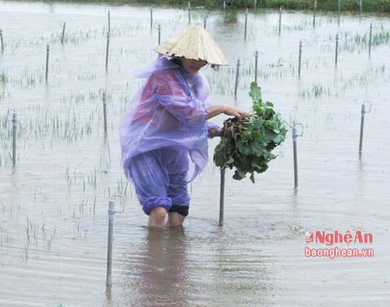 Bà Nguyễn Thị Hương, xã Quỳnh Minh vớt vát 1 sào cải bắp để gieo trồng lên vùng đất cao.