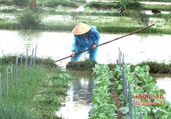 Nông dân xuống đồng khơi thông dòng chảy, hạn chế ngập úng cho rau màu.