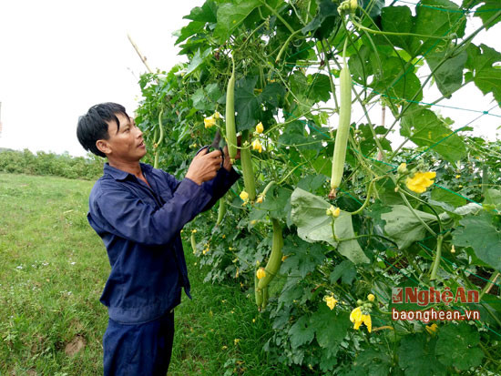 Mướp hàng hóa là cây trồng được nông dân nhiều vùng ở huyện Anh Sơn mở rộng diện tích. Ảnh Thái Hiền