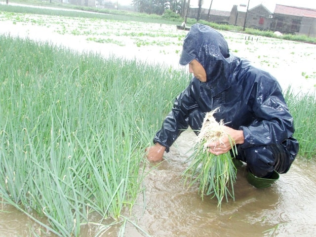 Ông Hồ Đình Ngọ, xã Quỳnh Lương xuống đồng thu hoạch hành non chạy mưa.