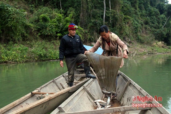 Nhiều chị em phụ nữ cũng thành thạo trong việc lái xuồng vượt thác để gom cá.