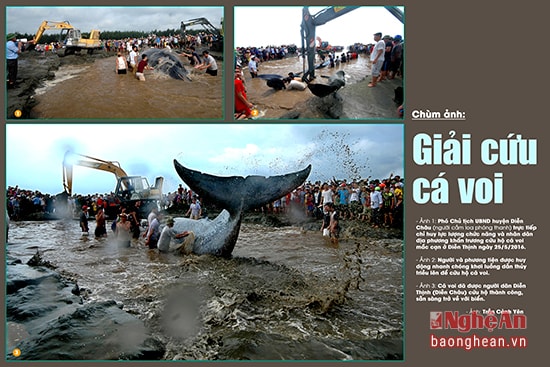 Bộ ảnh “Giải cứu cá voi” đạt giải Nhất  của tác giả Trần Cảnh Yên.