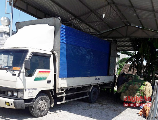 Xe tải Quỳnh Lưu chuyên chở rau màu đi tiêu thụ khắp các thị trường trong cả nước.
