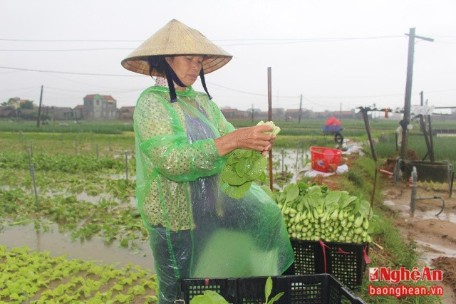 Bà con xã Quỳnh Lương thu hoạch rau màu sau mưa. Ảnh Việt Hùng