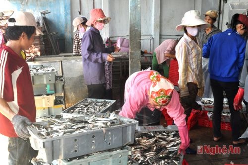 Cá về cấp đông ở Cửa Lò. Ảnh liệu của P.V