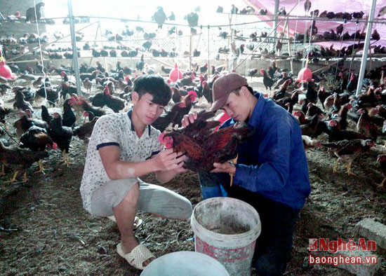 Anh Dương (bên phải) cùng công nhân thường xuyên kiểm tra đàn gà.