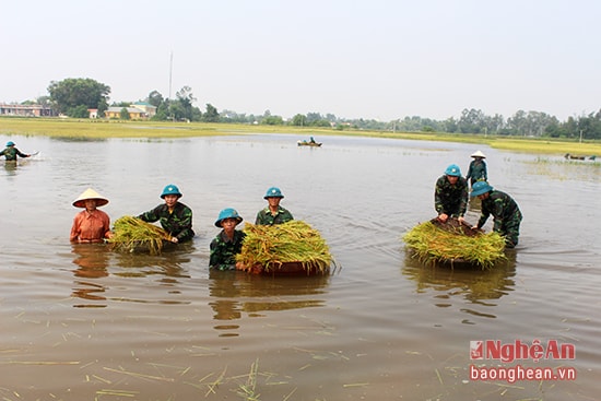 Cán bộ, chiến sỹ Bộ CHQS tỉnh giúp người dân huyện Hưng Nguyên thu hoạch lúa hè thu.