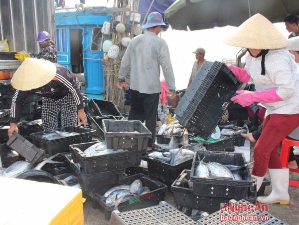 Cá về trên bến Lạch Cờn, Quỳnh Lưu.