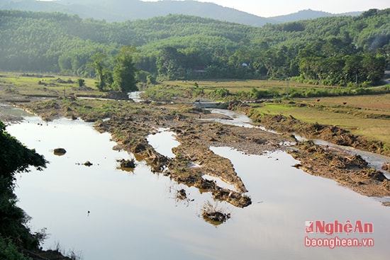 Mặc dù đã đến mùa vụ, nhưng phần lớn diện tích đất trồng lúa trên địa bàn xã Châu Hội (Quỳ Châu) chưa thể canh tác.