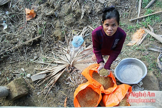Bà Lữ Thị Minh ở bản Đơn, xã Châu Hội (Quỳ Châu) chỉ thu được 3 bao lúa non sau trận lũ.