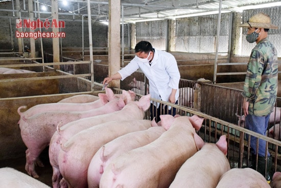Cán bộ thú y huyện Tân Kỳ tổ chức tiêm phòng vụ thu cho đàn lợn tại các trang trại chăn nuôi trên địa bàn huyện.