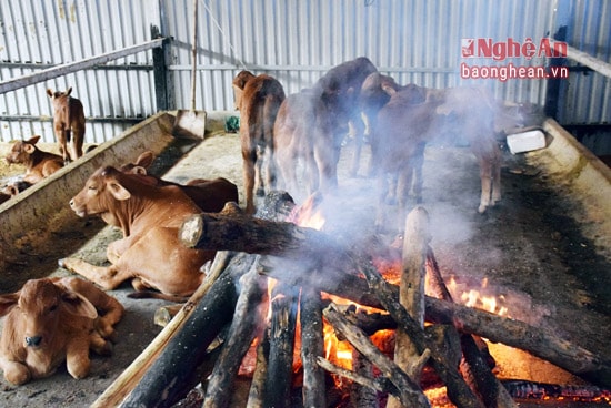 Đốt củi sưởi ấm cho bò vào những ngày rét đậm là giải pháp chống rét cho vật nuôi ở Công ty TNHH Kiều Phương.