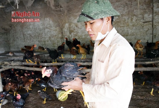 Về mùa đông, đối với gia cầm, ngoài cho ăn thức ăn đảm bảo chất dinh dưỡng còn phải theo dõi sức khỏe con gà thường xuyên.