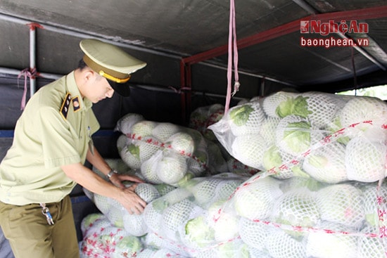 Số lượng bắp cải có xuất xứ từ Trung Quốc, không có giấy tờ hợp lệ bị bắt giữ tại cơ quan QLTT